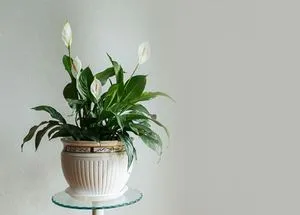 How to Grow and Care for Peace Lily Plants?